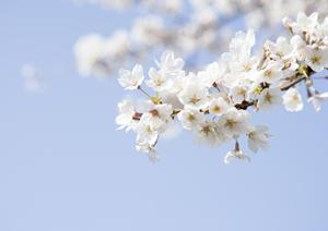 【宇都宮で見つかる】初心者から上級者まで満足の韓国語教室徹底ガイド
